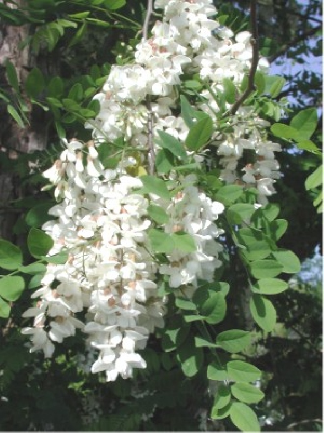 Robinia pseudoacacia Gewone Acacia, Schijnacacia, Witte Acacia, Valse Acacia