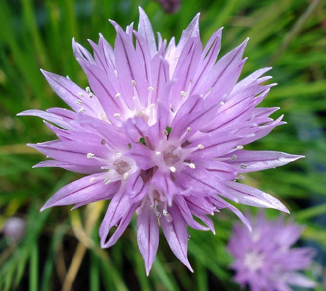 Allium schoenoprasum (Biologisch) Bieslook Bio