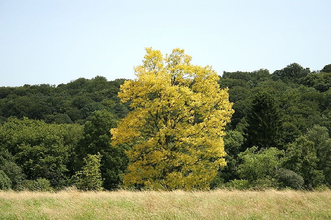 Robinia pseudoacacia 'Frisia' Goudkleurige Acacia