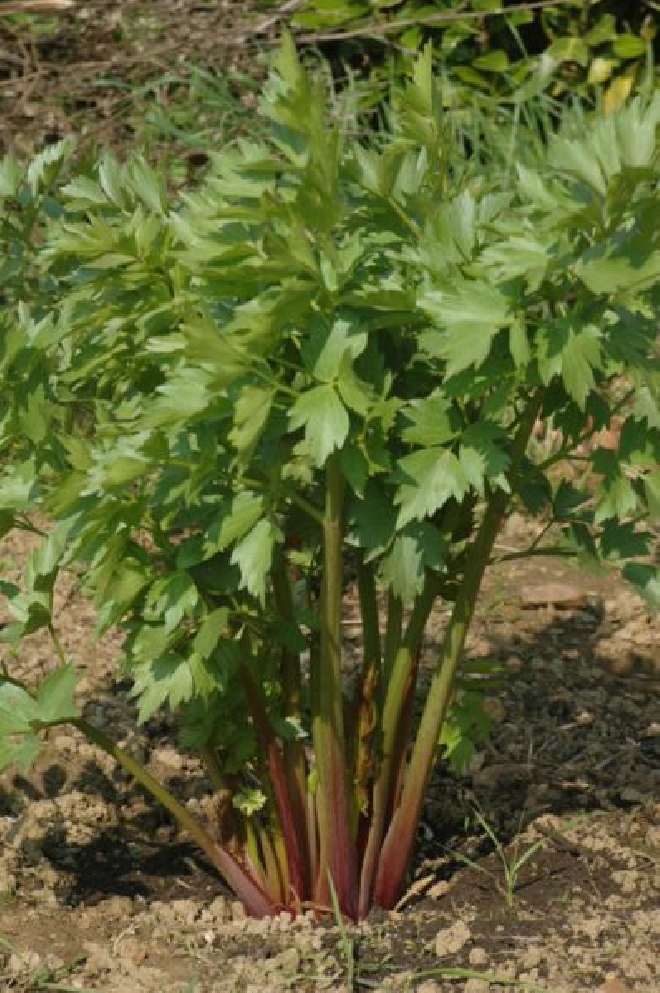 Levisticum officinale Lavas