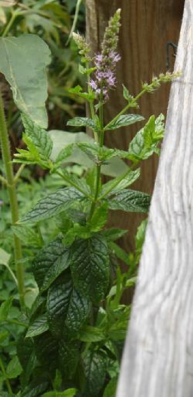 Mentha spicata 'Crispa' Kruizemunt kruidenmunt