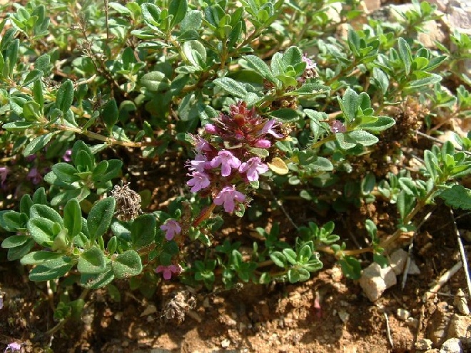Thymus serphyllum Wilde Kruiptijm