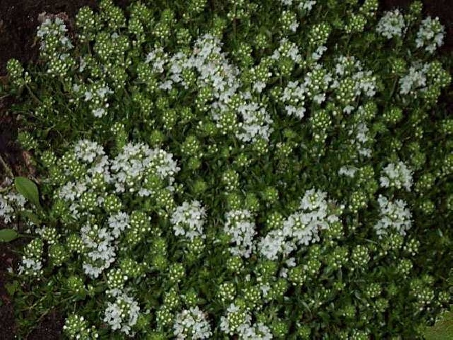 Thymus praecox 'Albiflorus' Kruiptijm