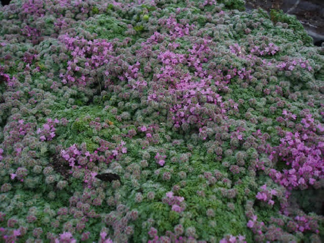 Thymus praecox 'Coccineus' Kruiptijm