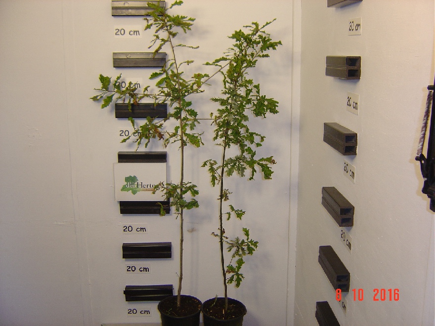Quercus robur Zomereik