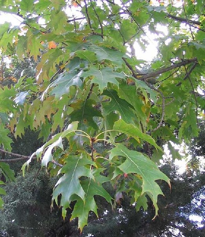 Quercus rubra Amerikaanse Eik