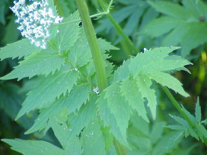 Valeriana officinalis Valeriaan