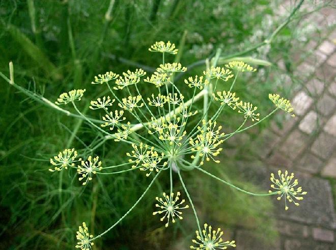 Foeniculum vulgare Venkel