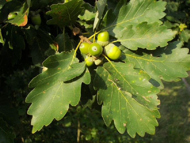 Quercus petraea Wintereik