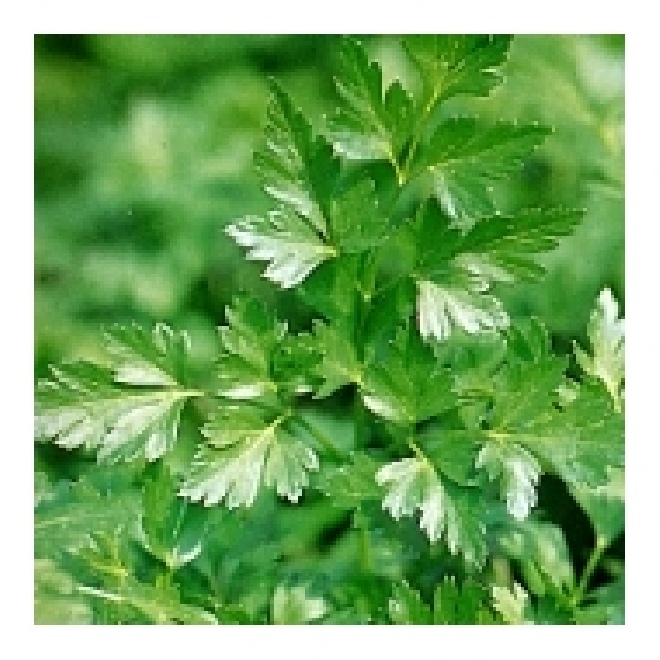 Apium graveolens Selderij