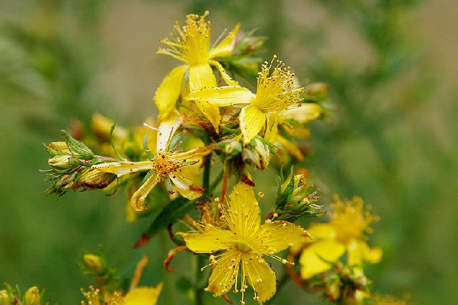 Hypericum perforatum Sint-janskruid