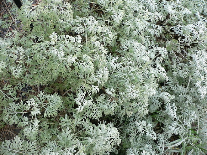 Artemisia absinthium Absintalsem