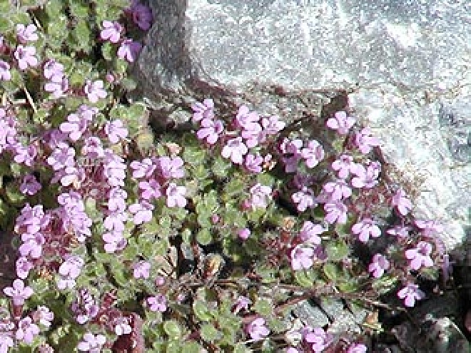 Thymus praecox 'Pseudolanuginosus' (syn. T. pseudolanuginosus) Kruiptijm