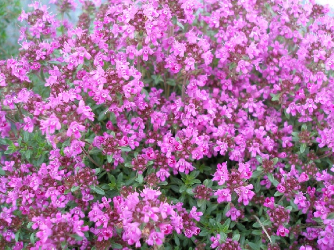 Thymus praecox 'Pink Chintz' Kruiptijm