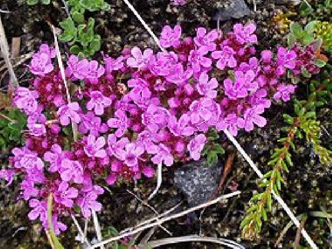 Thymus praecox 'Purple Beauty' Kruiptijm
