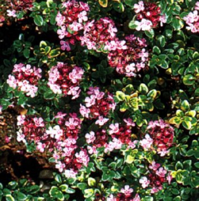 Thymus 'Doone Valley' Tijm