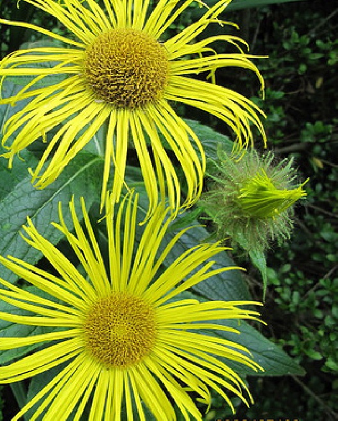Inula orientalis Alant