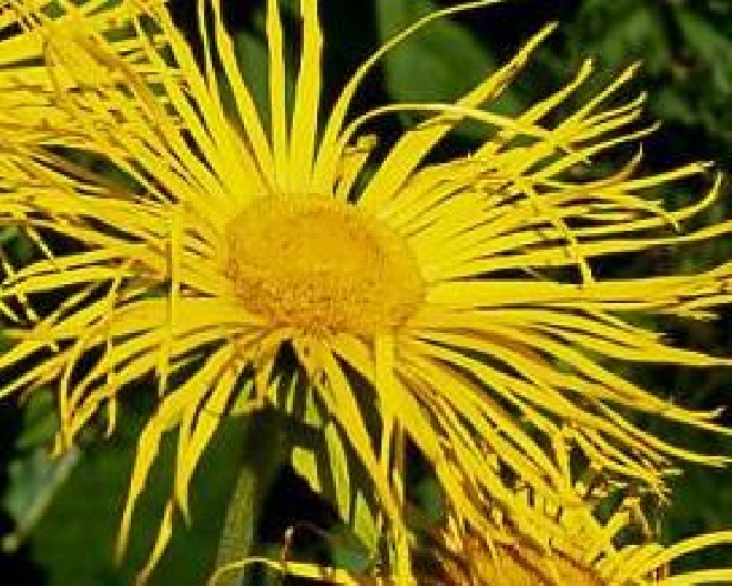 Inula magnifica Alant