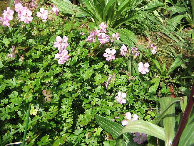 Geranium dalmaticum Ooievaarsbek