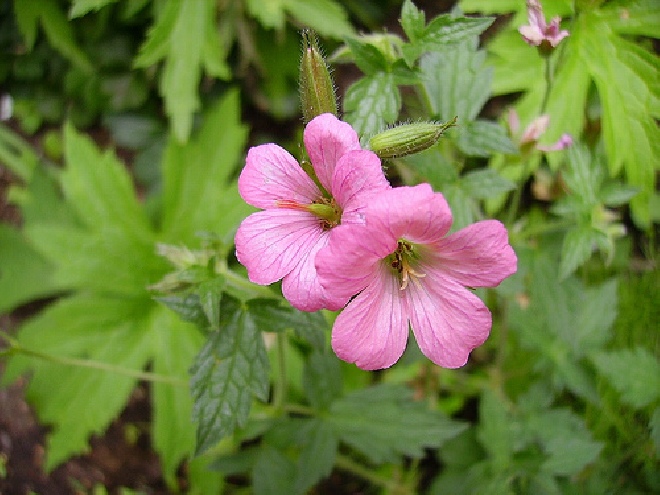 Geranium endressii 'Wargrave Pink'  Ooievaarsbek
