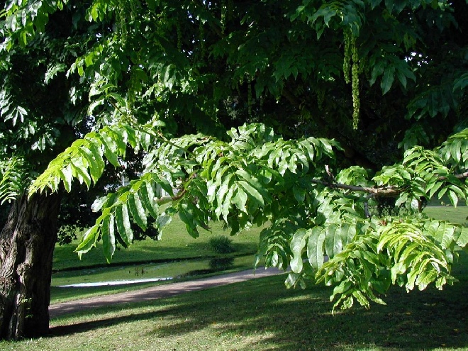 Pterocarya fraxinifolia Gewone of Kaukasische Vleugelnoot