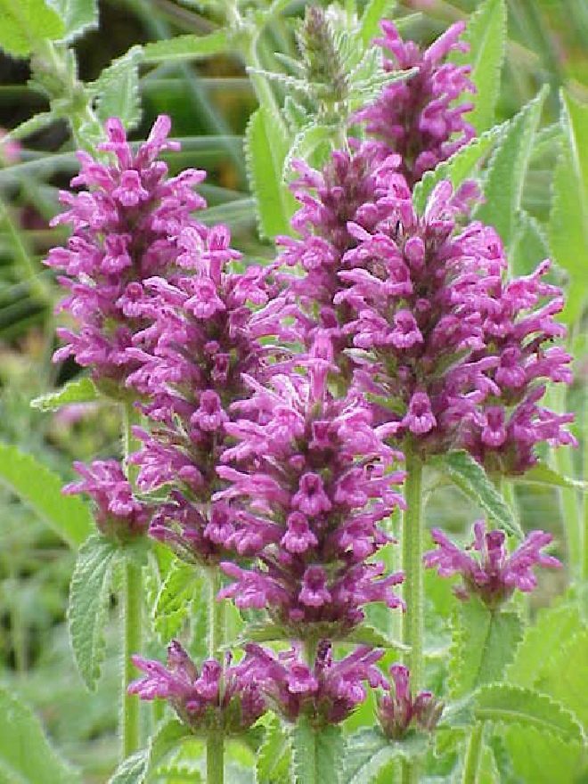 Betonica officinalis 'Hummelo' (syn. Stachys monieri 'Hummelo') Andoorn