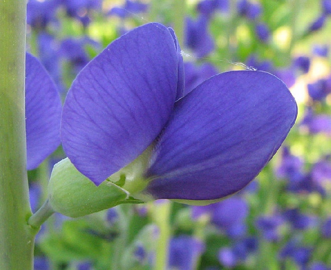 Baptisia australis Valse indigo