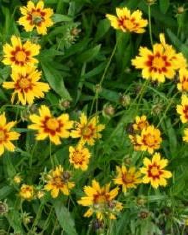 Coreopsis grandiflora 'Sonnenkind' Meisjesogen