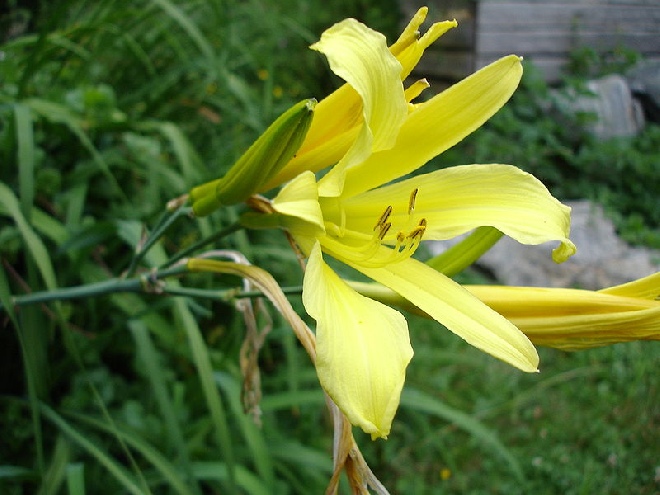 Hemerocallis citrina Daglelie