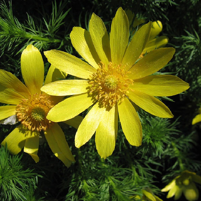 Adonis vernalis Voorjaarsadonis