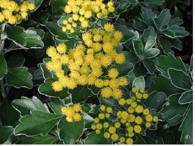 Ajania pacifica 'Gold and Silver' Knoopkruid