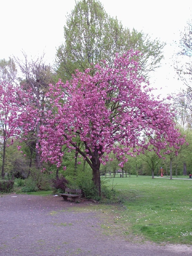 Prunus serrulata 'Kanzan' Roze Japanse Sierkers