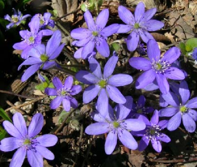 Hepatica nobilis Leverbloempje