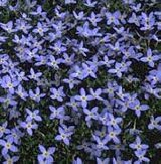 Houstonia caerulea 'Millard's Variety' Bergblauwtje