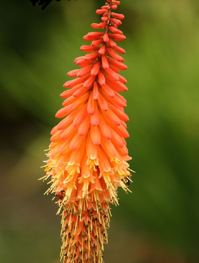Kniphofia 'Alcazar' Vuurpijl