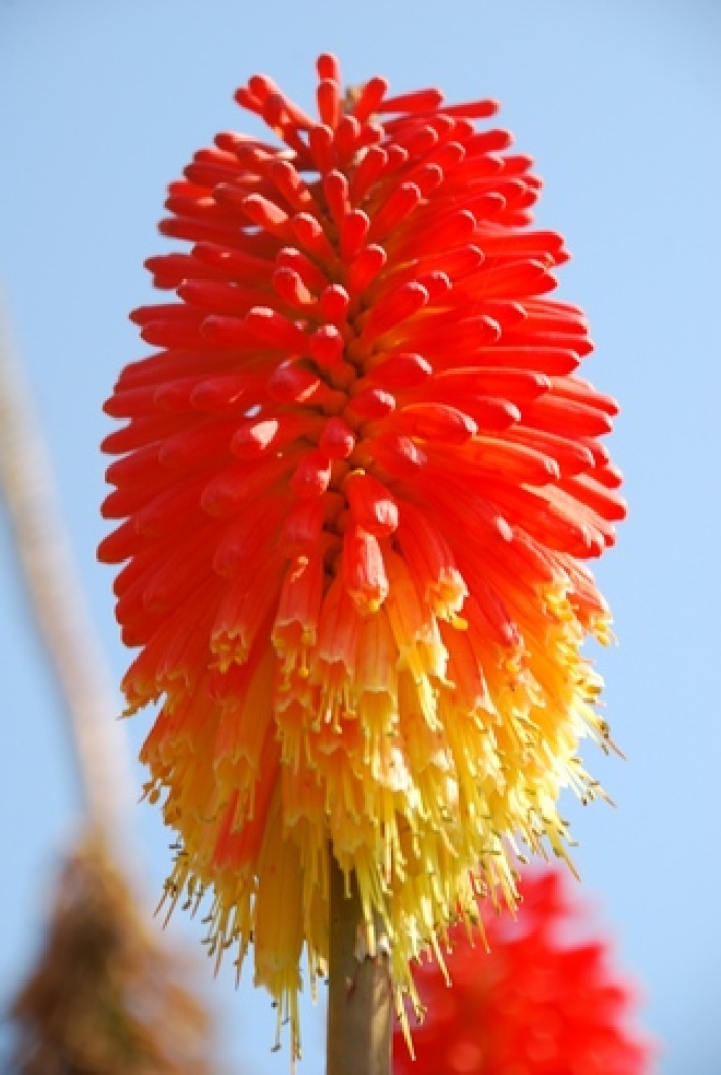 Kniphofia 'Royal Standard' Vuurpijl