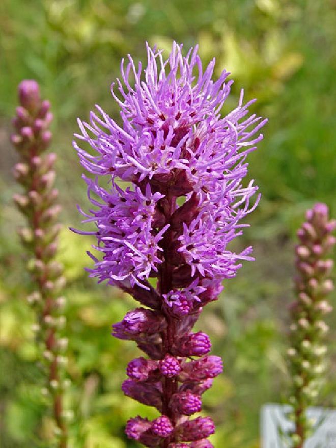 Liatris spicata Lampepoetser
