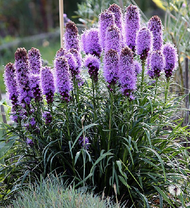 Liatris spicata 'Kobold' Lampepoetser