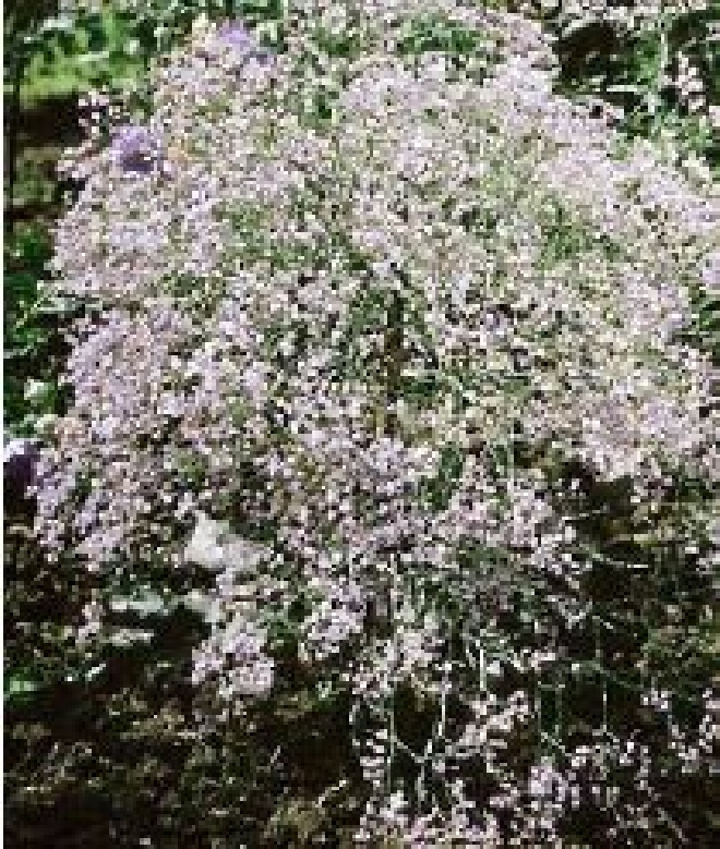 Limonium latifolium (syn. Statice latifolia) Lamsoor