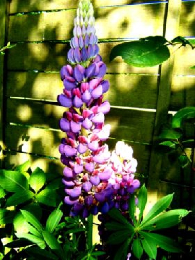 Lupinus 'Gallery Blue' Lupine