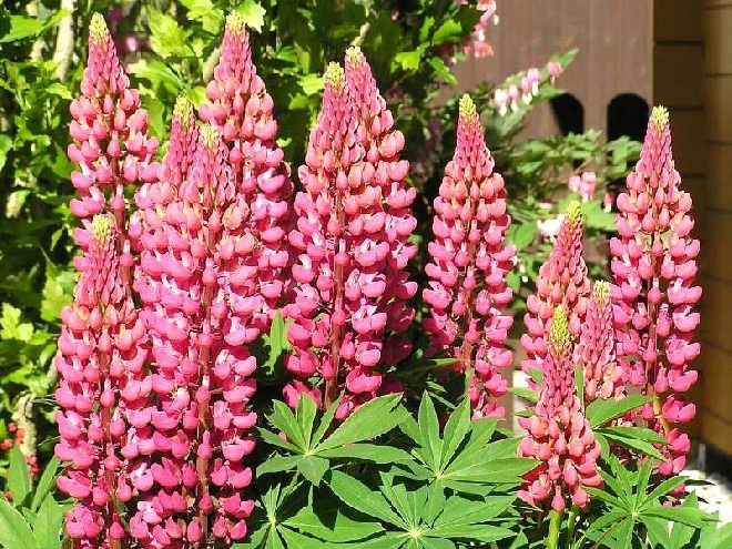 Lupinus 'Gallery Pink' Lupine