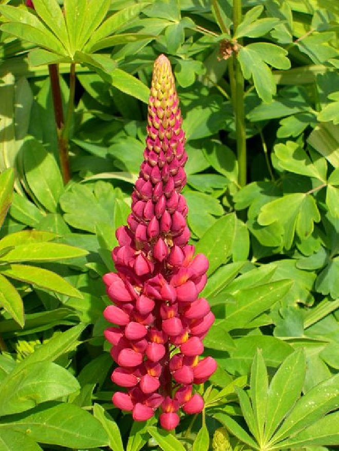 Lupinus 'Gallery Red' Lupine