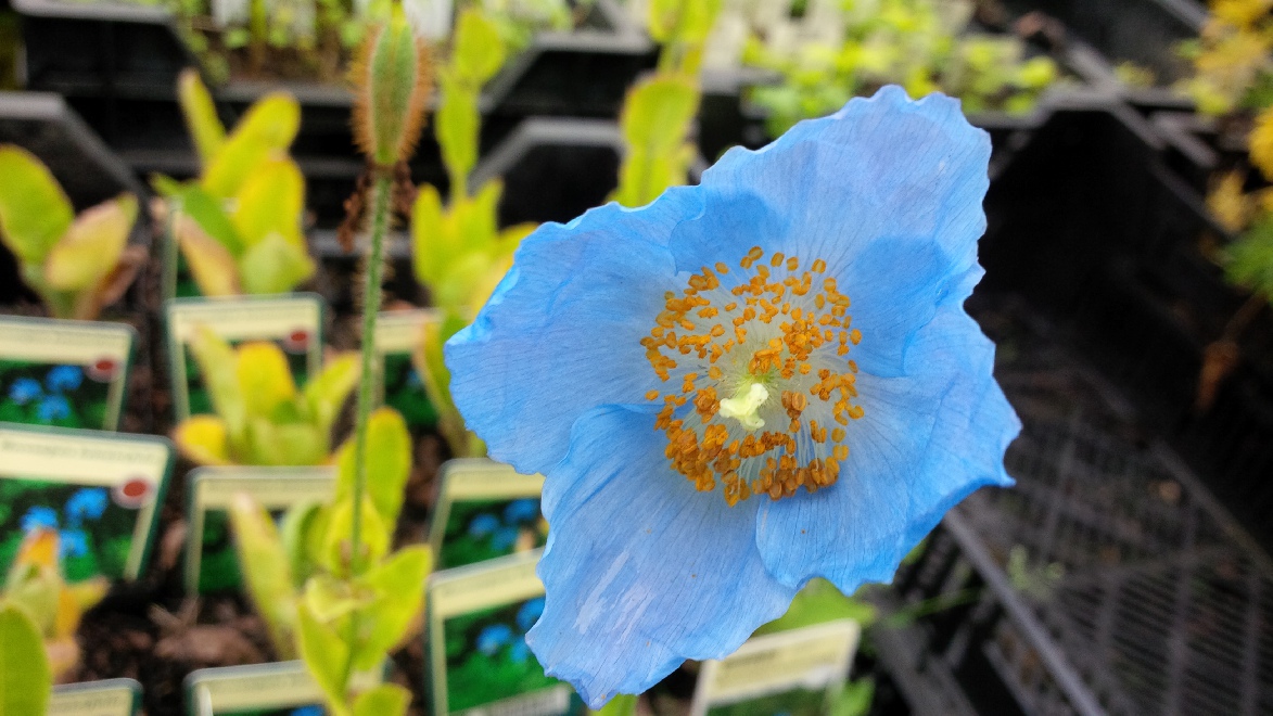 Meconopsis betonicifolia Blauwe Papaver,Schijnpapaver