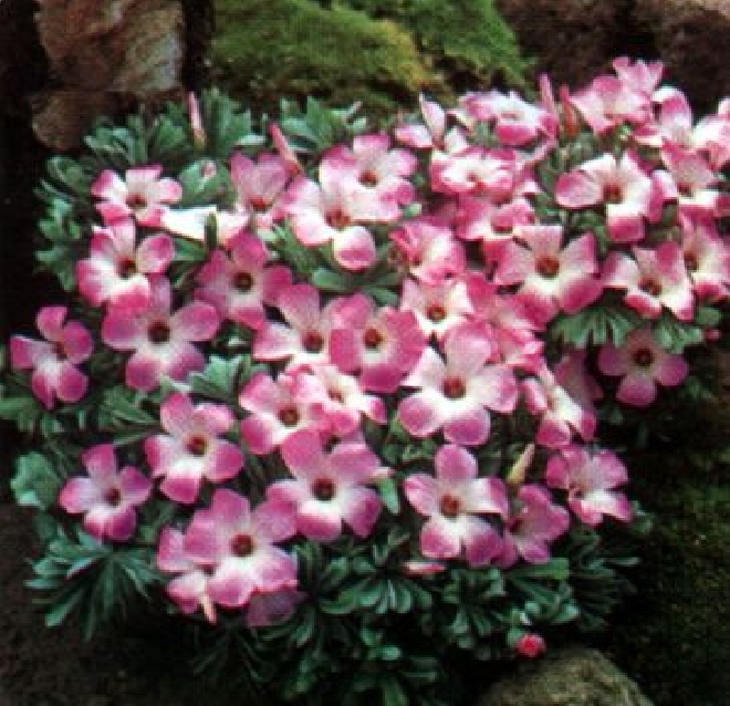 Oxalis adenophylla klaverzuring