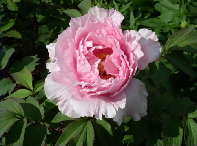 Paeonia 'Sarah Bernhardt' Pioenroos Lactiflora-Groep