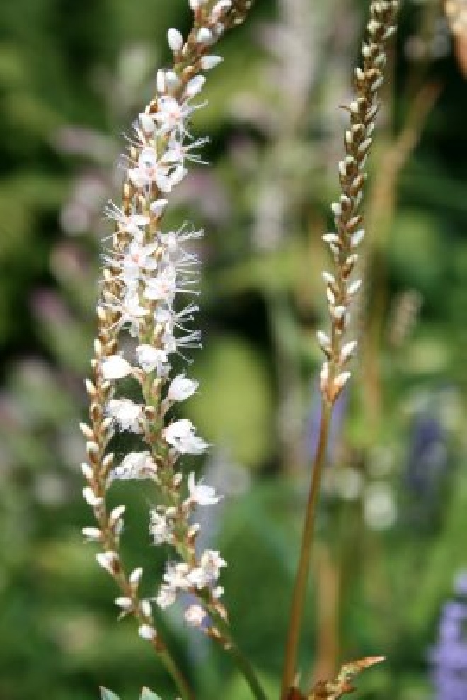 Persicaria amplexicaulis 'Alba' Duizendknoop