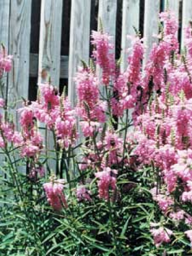 Physostegia virginiana 'Vivid' Scharnierplant, SCHARNIERBLOEM