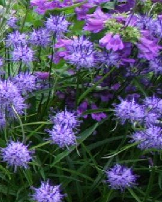 Phyteuma scheuchzeri Rapunzel