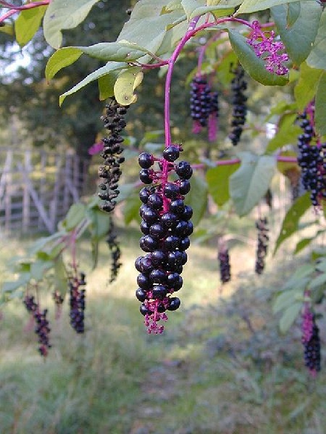 Phytolacca americana Karmozijnbes