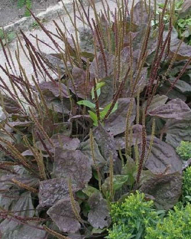 Plantago major 'Purpurea' Weegbree